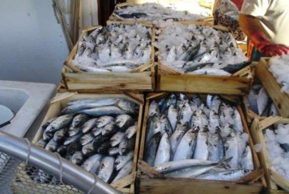 Προστιθέμενη αξία, ποιότητα των προϊόντων και χρήση των ανεπιθύμητων αλιευμάτων
